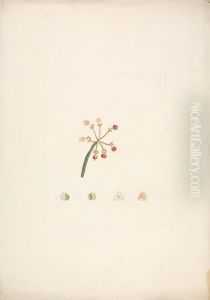 finished drawing of flowering and fruiting shoot, with details of floral dissections by James Bruce