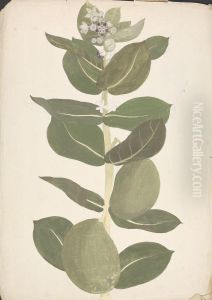 finished drawing of flowering and fruiting plant by James Bruce