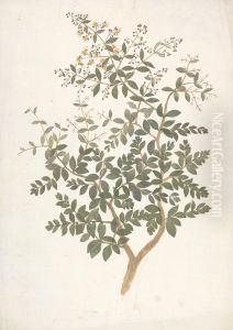 finished drawing of a flowering leafy shoot by James Bruce
