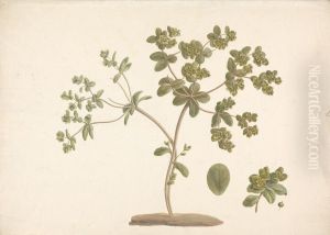 finished drawing of flowering plant with details of flowers and leaf and fruit