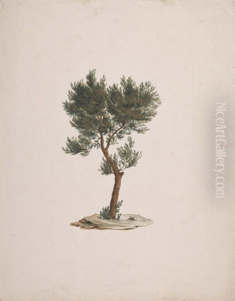 finished drawing of trees's habit - view 1