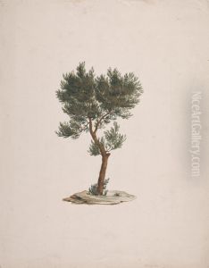 finished drawing of trees's habit by James Bruce
