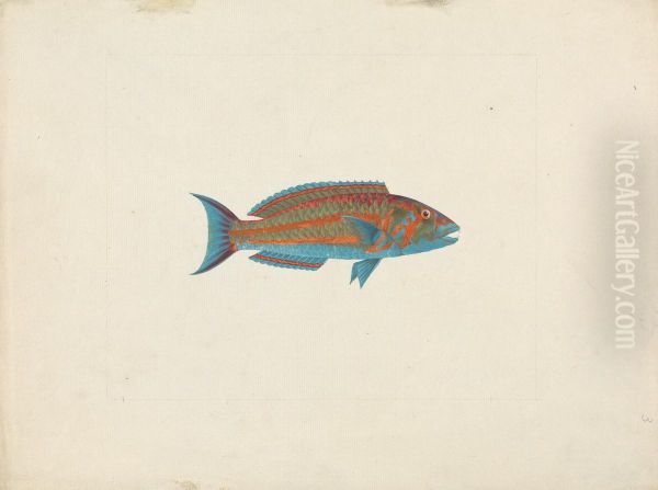 Unidentified Fish - view 1
