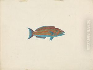 Unidentified Fish by James Bruce