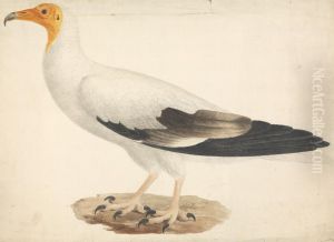 Neophron percnopterus (Egyptian Vulture)