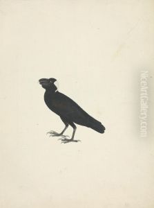 Corvs crassirostris (Thick-Billed Raven)
