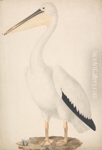 Pelecanus onocrotalus (Great White Pelican) - view 1