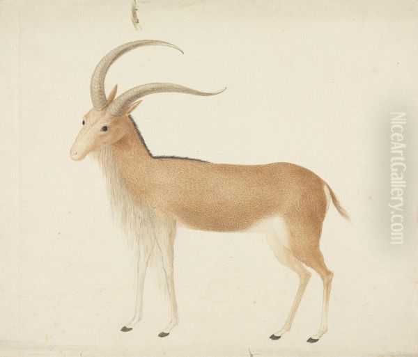 Unidentified Ungulate - view 1