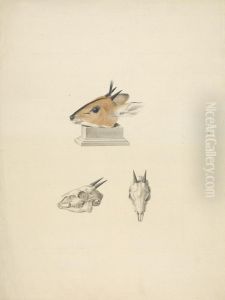 study of head and skull by James Bruce