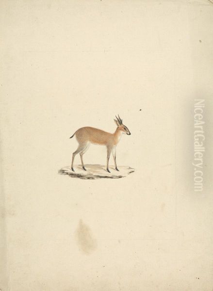 Unidentified madogua (Dik-dik) - view 1