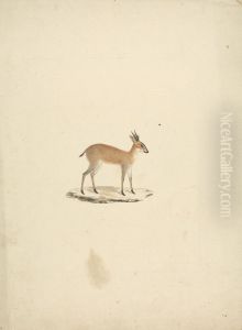 Unidentified madogua (Dik-dik) by James Bruce