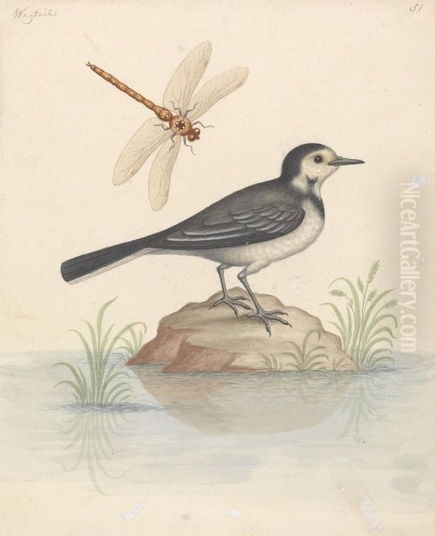 Pied Wagtail and Dragonfly - view 1