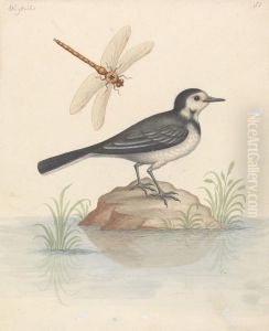 Pied Wagtail and Dragonfly