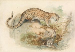 Genets by Joseph Wolf