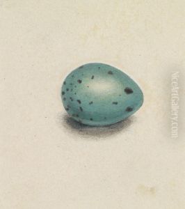 A Bird's Egg by James Sowerby