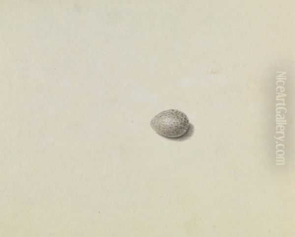 A Bird's Egg - view 1