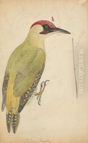 A Woodpecker - view 1