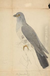 A Dove by James Sowerby