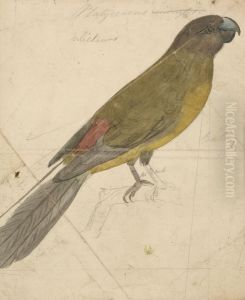 A Parrot by James De Carle Sowerby