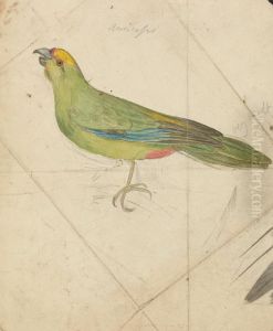 A Parrot by James De Carle Sowerby