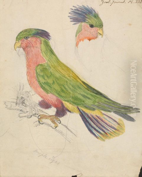 A Cockatoo - view 1