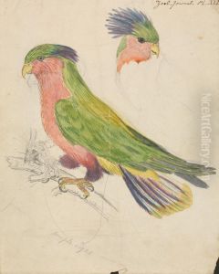 A Cockatoo by James De Carle Sowerby
