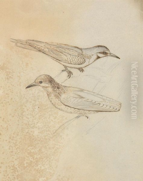 Two Tree Creepers? - view 1
