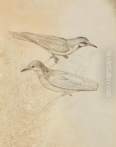 Two Tree Creepers? by James Sowerby