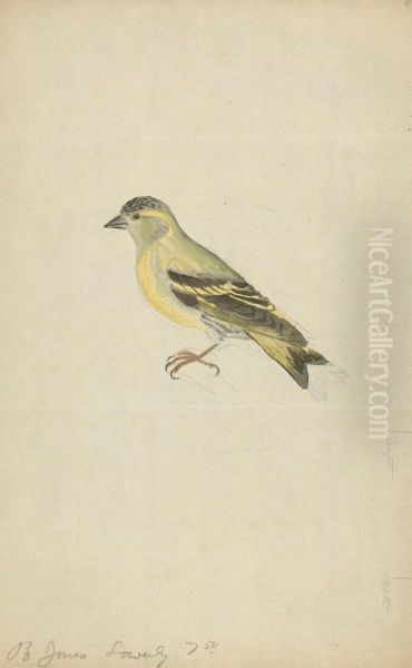 A Finch (Siskin?) - view 1