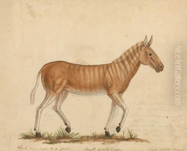Quagga Zebra - view 1
