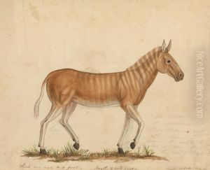 Quagga Zebra