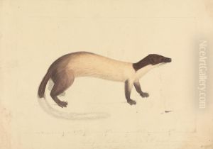 A Weasel by James Sowerby