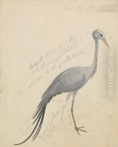 A Crane by James De Carle Sowerby
