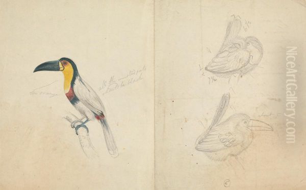 Three Toucans - view 1