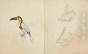 Three Toucans by James De Carle Sowerby