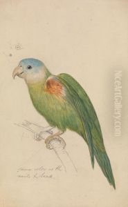 A Parrot by James De Carle Sowerby