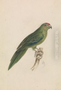 A Parrot by James De Carle Sowerby