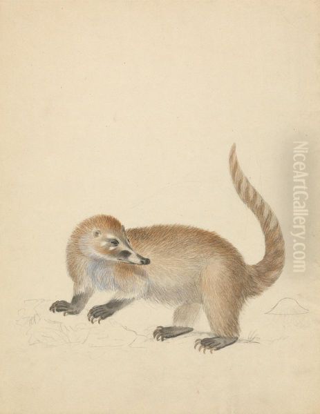 A Coatimundi - view 1