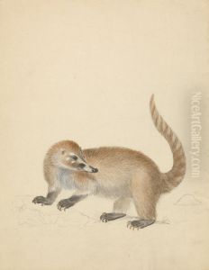 A Coatimundi by James Sowerby