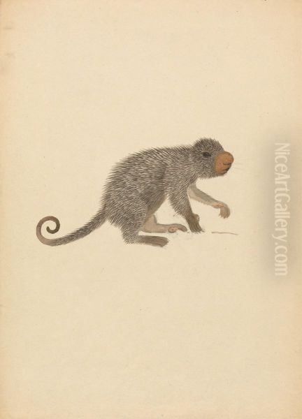 South American Porcupine - view 1