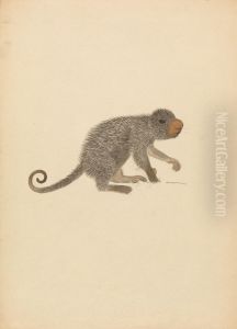 South American Porcupine by James Sowerby