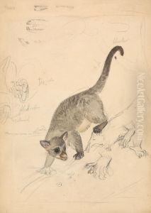 A Mammal with Sketches of it's Feet and Mouth by James Sowerby