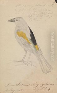 A Yellow-shouldered Blackbird by James Sowerby