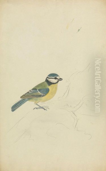 A Blue Tit - view 1