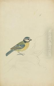 A Blue Tit by James Sowerby