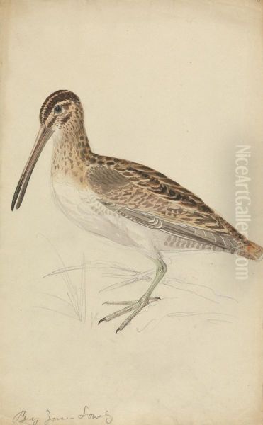 A Snipe - view 1