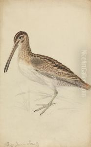 A Snipe by James Sowerby