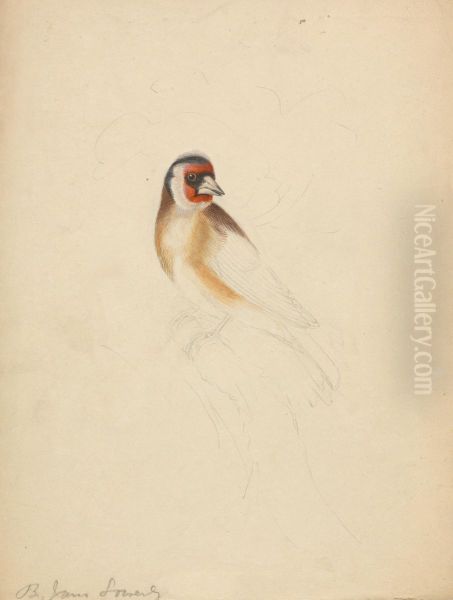 A European Goldfinch - view 1