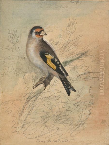 A European Goldfinch - view 1