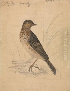 A Bird by James Sowerby